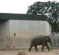 Elefanten-1.jpg